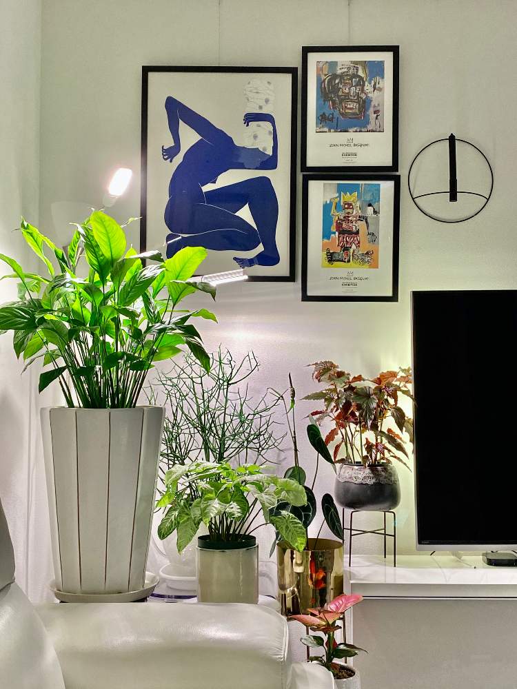 部屋の画像 by グリーンマダムさん | 部屋と観葉植物と祝日日和とGS最高とジャン ミシェル バスキア