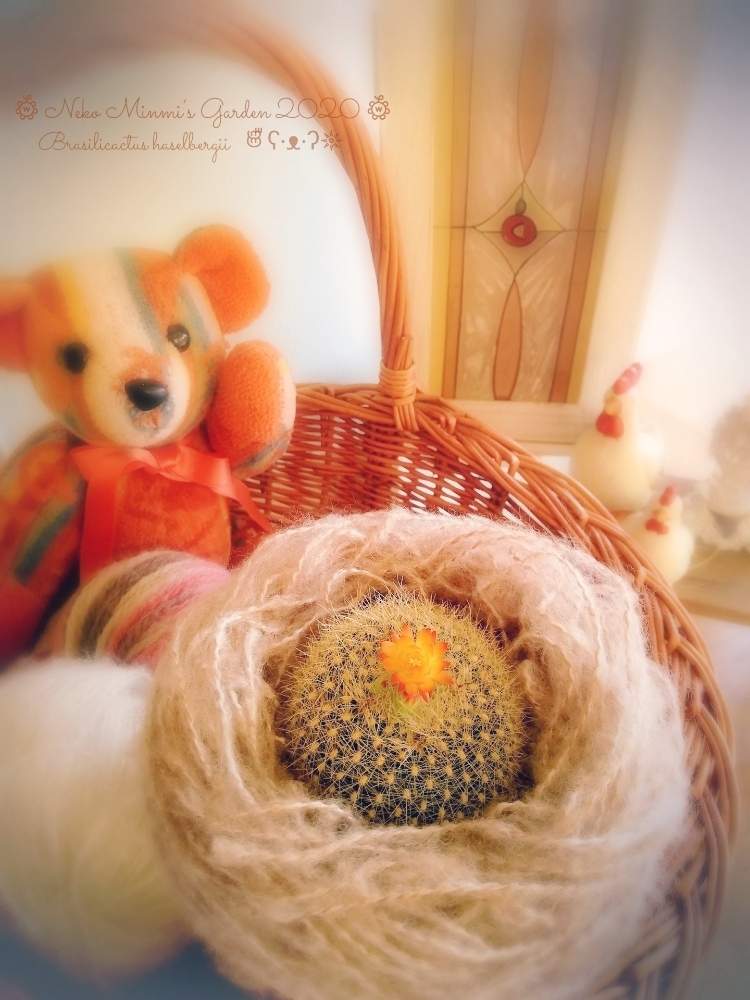 部屋の画像 by 猫みんみさん | 部屋と雪晃とみどりのある暮らしと植物のある暮らしとガーデニング初心者と冬のインテリアグリーンフォトコンと可愛いと花のある暮らしとかわいいとサボテンの花と雪晃(セッコウ)