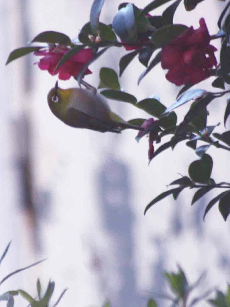 お出かけ先の画像 by kyonさん | お出かけ先と椿の花とお写ん歩と素敵な時間と町の総合公園と花のある暮らしとメジロと野鳥のいる景色と鳥ちゃん追いかけ仲間