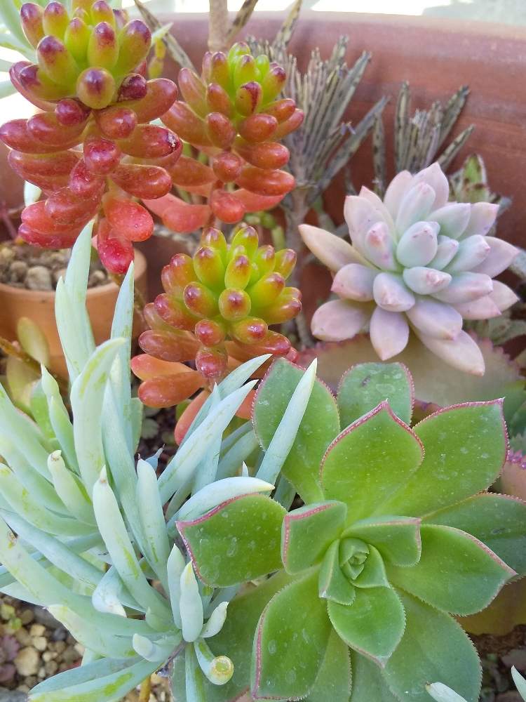 お出かけ先の画像 by たまごさん | お出かけ先と多肉植物と寄せ植えと多肉植物寄せ植えととちぎ花センターと花のある暮らし
