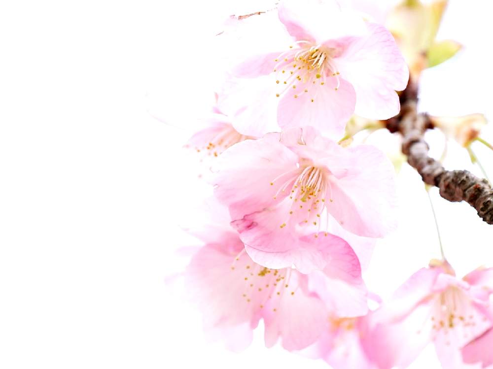 お出かけ先の画像 by meipiさん | お出かけ先と河津桜とさくら サクラ 桜と公園と花のある暮らしとお写んぽとわんこ散歩