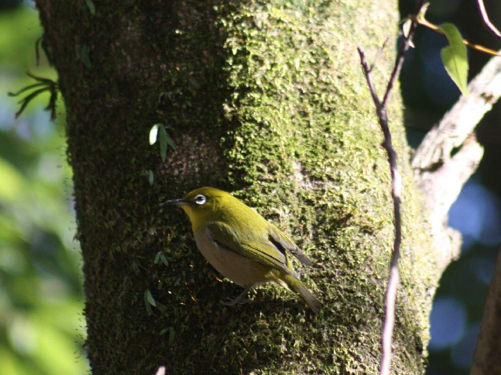 お出かけ先の画像 by kyonさん | お出かけ先と何かの木とお写ん歩と野鳥と素敵な時間と町の総合公園と鳥ちゃん追いかけ仲間とメジロと野鳥のいる景色