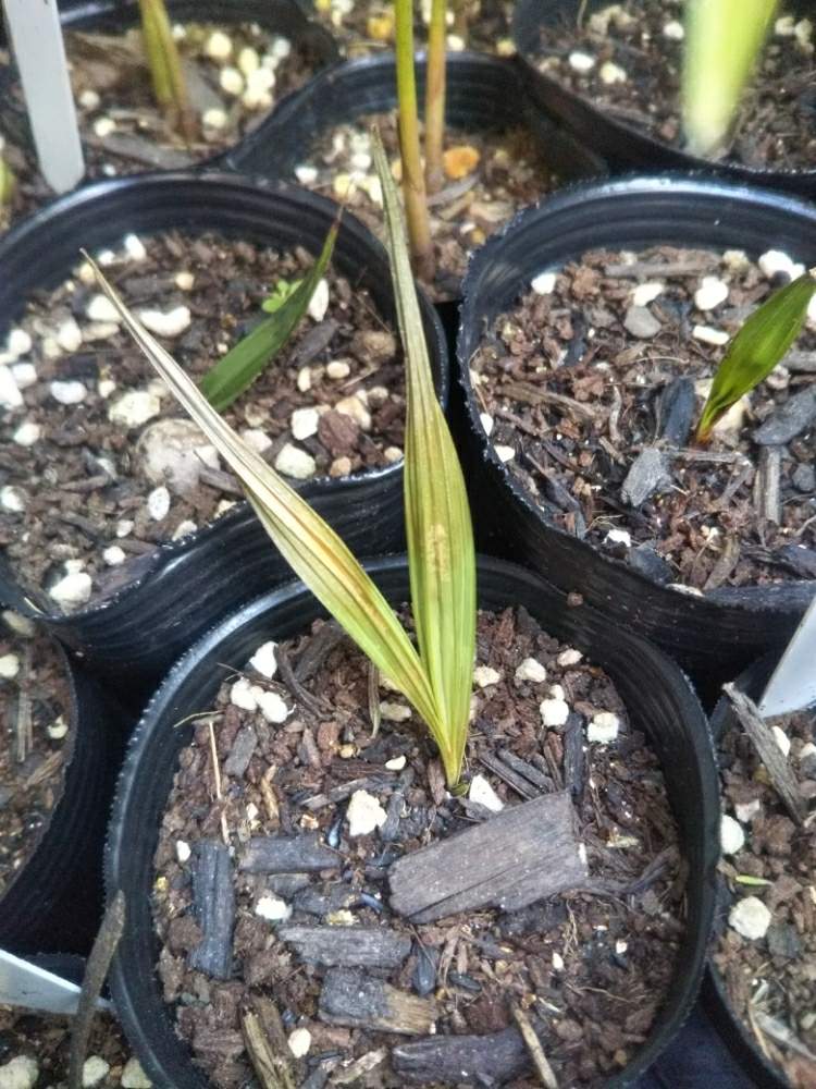 バルコニー/ベランダの画像 by Dioptaseさん | バルコニー/ベランダとDypsis prestonianaと ヤシの木と観葉植物と鉢植えとヤシとディプシス属