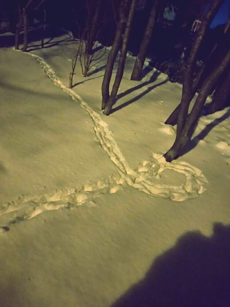 お出かけ先の画像 by まるしげさん | お出かけ先と北海道と札幌と犬、いぬ、dog