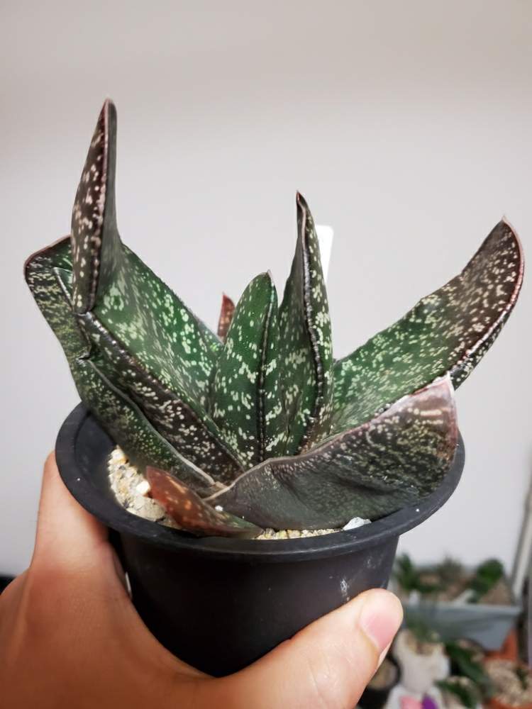 部屋の画像 by sword-tさん | 部屋とガステリア エクセルサと多肉植物とガステリア広め隊とボタニカルライフとGSS(ガステ好き )と植中毒とタニク男子とガステリア充とグリスナ映えとがばいとガステリア推進委員会とガステリストとガステリアとサラリーマン編