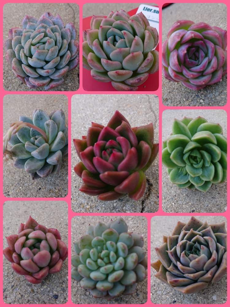 の画像 by りえさん | GS2年生と狩っ多肉とリエール苗と多肉のある暮らしとlier苗とLier.succulentとたにおたくらぶNo.59と可愛いと多肉アップと新入りさんと仲間入りとlier多肉フェスティバルとたにおたくらぶ