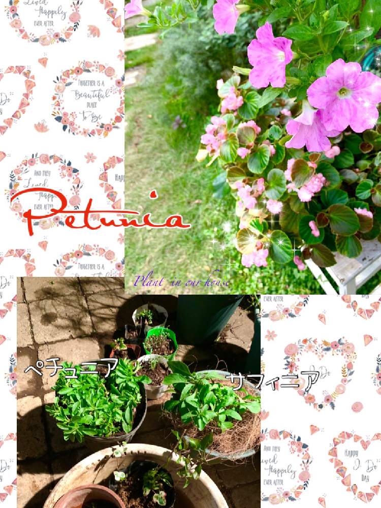 の画像 by kane flowerさん | ベゴニアとペチュニアと花のある暮らしと埼玉県と中ぐらいの庭とお花もあるんだった・・・とペチュニア*さくらさくら