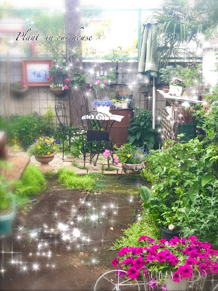 の画像 by kane flowerさん | サフィニアと花のある暮らしと埼玉県と中ぐらいの庭とお花もあるんだった・・・