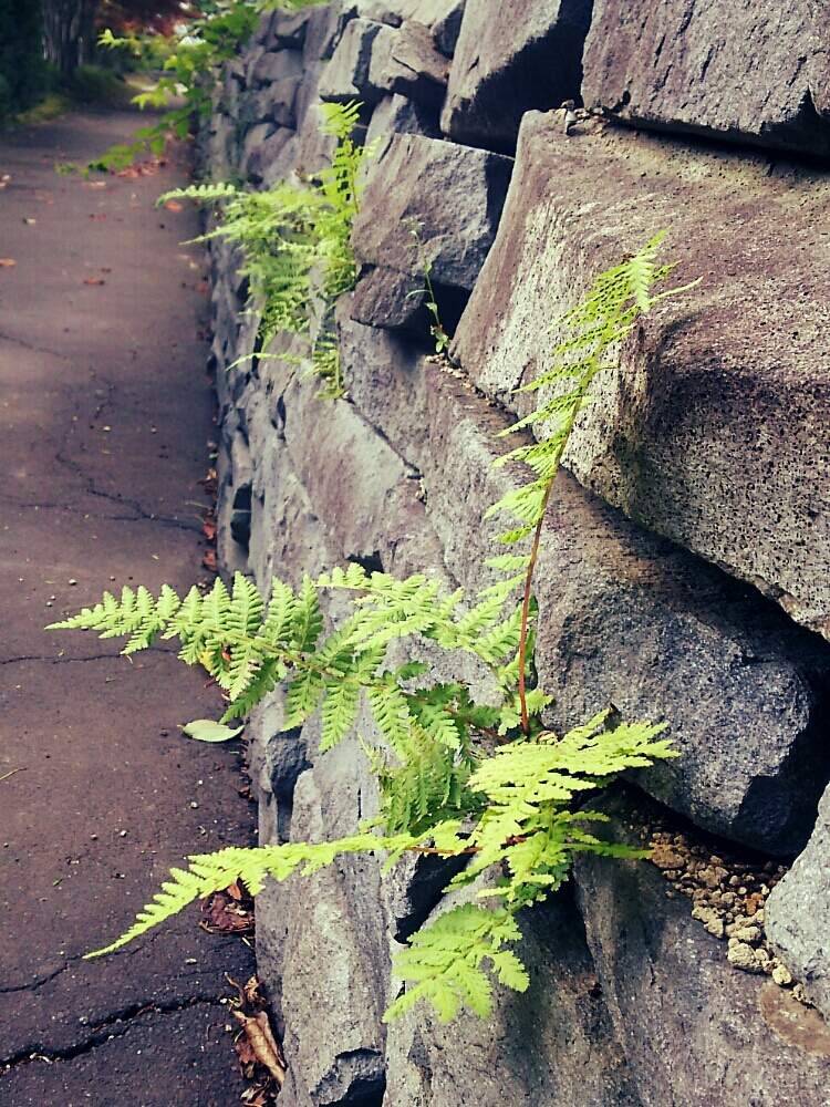 お出かけ先の画像 by non*noさん | お出かけ先と過去picと秘密の場所とシダ植物と北海道と緑色の葉