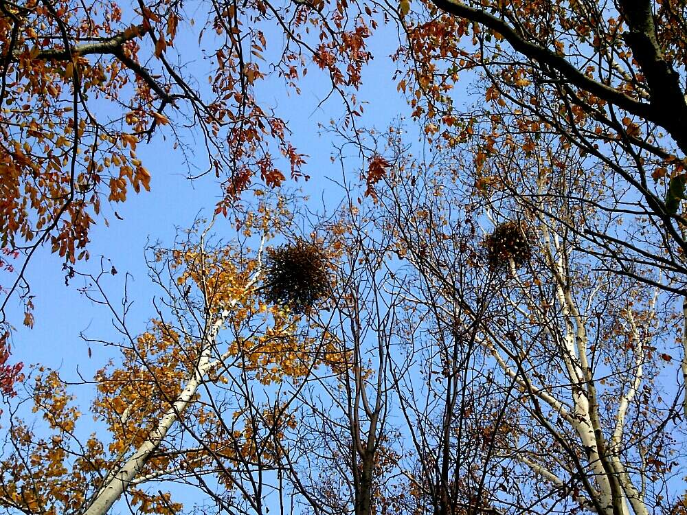 お出かけ先の画像 by non*noさん | お出かけ先と北海道と過去picとヤドリギ♪