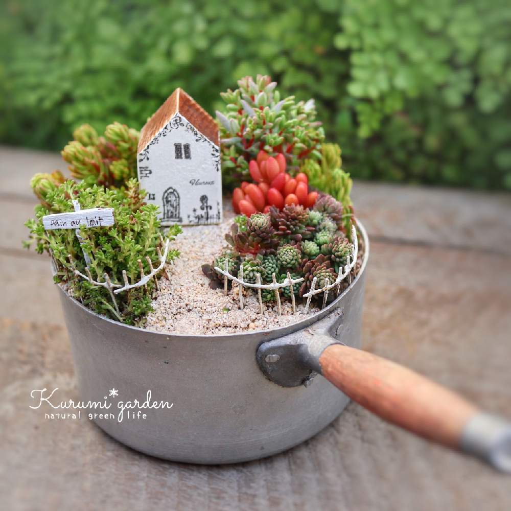 の画像 by くるみ*さん | セダム寄せと多肉植物 寄せ植えと箱庭と箱庭 多肉植物と世界らん展2020とkurumi gardenとイベントと古道具アレンジと多肉寄せ植えWSとお誘いとイベント出店とGSのみなさんに感謝♡とくるみガーデンと小さな世界とKurumi*gardenとミルクパン寄せと世界らん展とイベント告知と東京ドームとkg kitchen