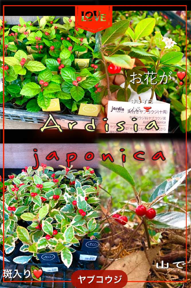 お出かけ先の画像 by kane flowerさん | お出かけ先とヤブコウジと花のある暮らしと埼玉県と家庭菜園奮闘日記と中ぐらいの庭