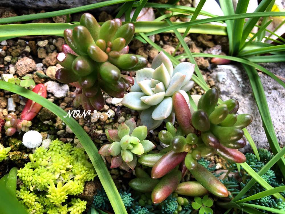 小さな庭の画像 by のん☆さん | 小さな庭とセダムと多肉と多肉植物と花のある暮らしとみどりのある暮らし