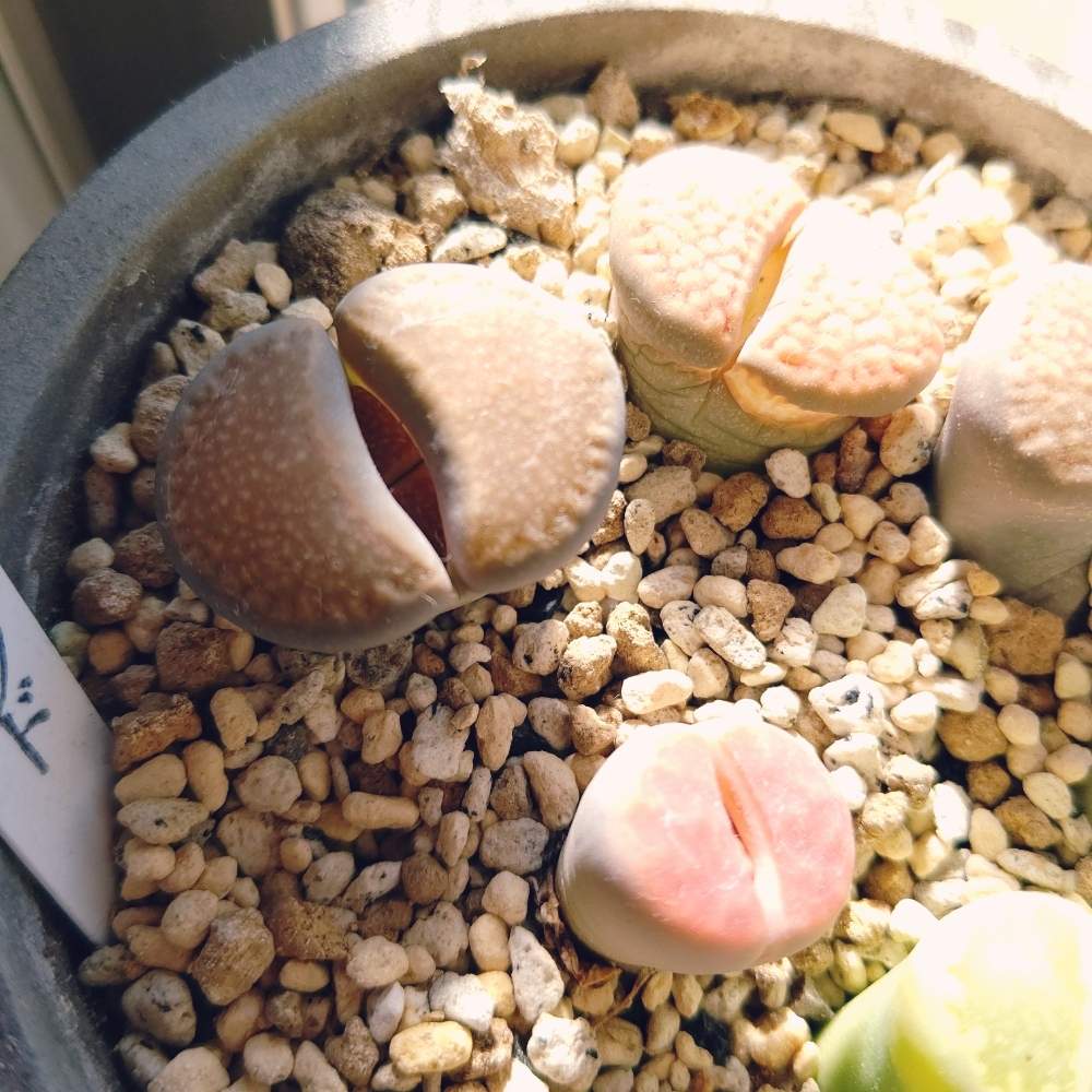 窓辺の画像 by ひーさん | 窓辺とリトープスと多肉植物と観葉植物とわが家の多肉スペースとGS映えとGS日和と植中毒と今日の一枚と多肉女子とタニラーと成長記録とナチュラルスタイルと多肉寄せ植え