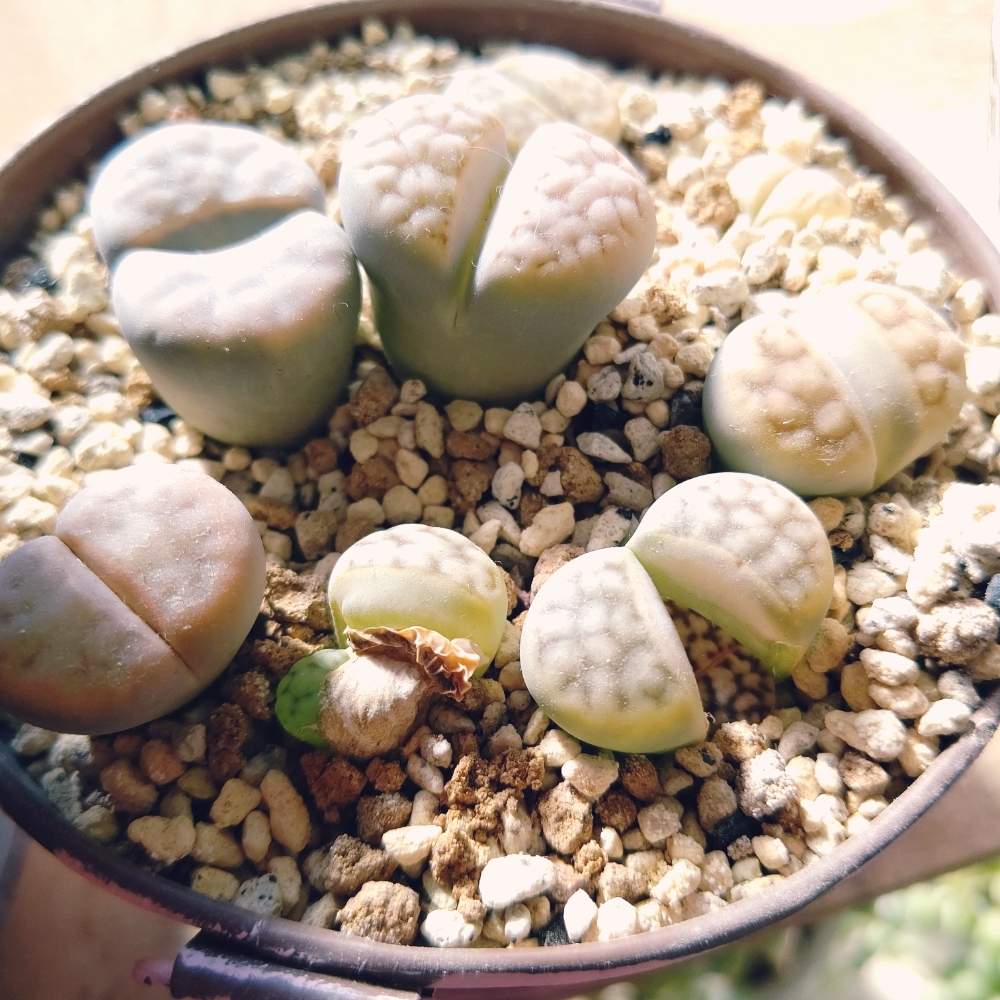 窓辺の画像 by ひーさん | 窓辺とリトープスと多肉植物と観葉植物とわが家の多肉スペースとGS映えとGS日和と植中毒と今日の一枚と多肉女子とタニラーと成長記録とナチュラルスタイルと多肉寄せ植え