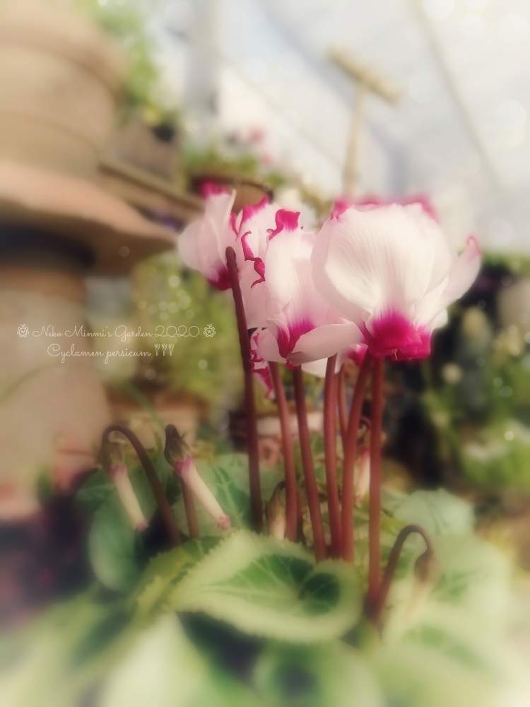 の画像 by 猫みんみさん | ガーデンシクラメンとみどりのある暮らしと植物のある暮らしと癒しとビニールハウスと花のある暮らし