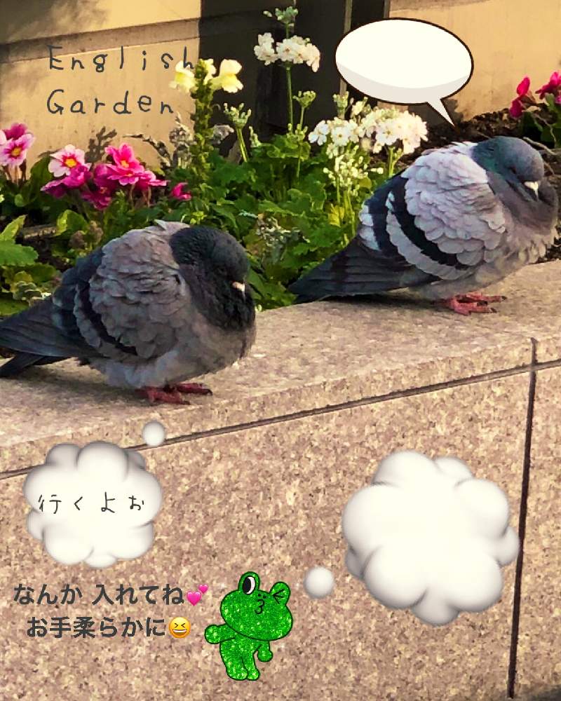 お出かけ先の画像 by イングリッシュガーデンさん | お出かけ先とガーデンシクラメンとプリムラマラコイデスとプリムラオブコニカときんぎょそうとかわいい♡とGS映えと可愛いと花のある暮らしとGSアダルトチームと色合いがキレイとチーム愛知とEGお出かけ先