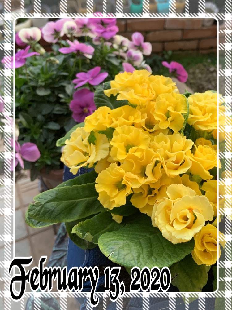 小さな庭の画像 by くろもみじさん | 小さな庭と幸せとばら バラ 薔薇と薔薇愛同盟と全部GSのせいだとバラ咲きと小さな小さな庭と花のある暮らしとばら 薔薇 バラとビオラ・パンジーとビオラ気まぐれロージー