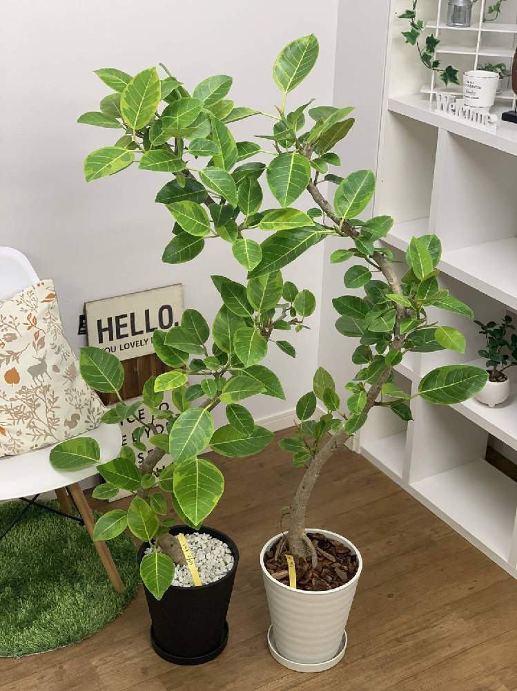 インテリアの画像 by e-RANさん | インテリアとフィカス アルテシーマと観葉植物を楽しむとみどりのある暮らしと観葉植物と植物のある暮らしと一点物と珍しいと植中毒と楽天e-RANと鹿児島とフィカス属とオシャレ観葉とヤシと個性的と今日の観葉植物とGREEN UP!と斑入り。