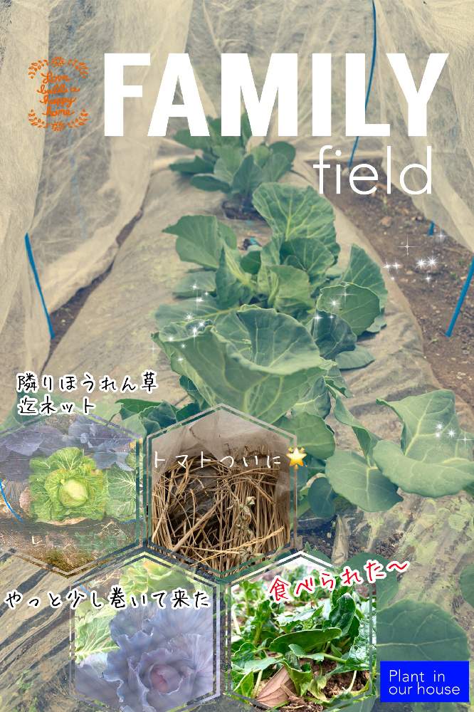 畑の画像 by kane flowerさん | 畑とブロッコリーとキャベツとやひことキャベツ やひこと無農薬野菜と無農薬❤家庭菜園と埼玉県と家庭菜園奮闘日記と無農薬有機栽培と無農薬 無化学肥料栽培