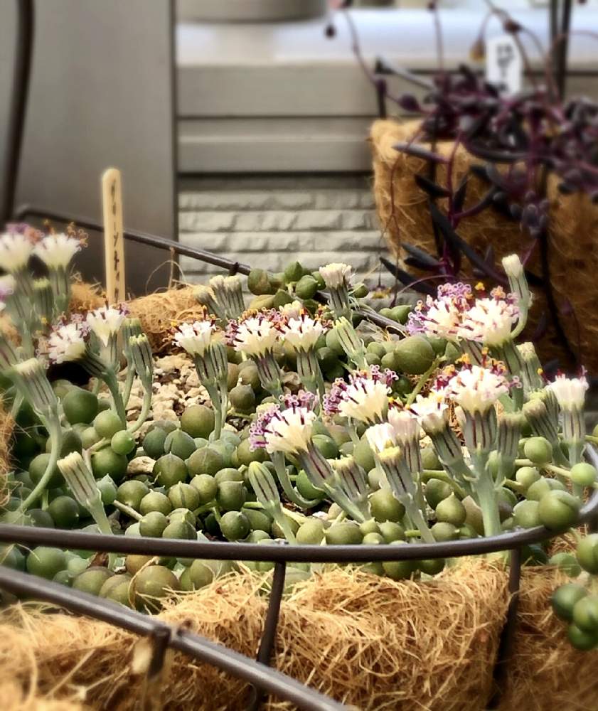 バルコニー/ベランダの画像 by Myuさん | バルコニー/ベランダとグリーンネックレスと幸せ♡と多肉の花とハンキングとお庭が欲しいと成長中と多肉女子と増えろ〜