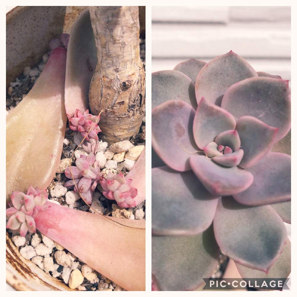 小さな庭の画像 by みこさん | 小さな庭と多肉植物とピンクプリティ♡とたにくと多肉大好きと多肉ラボ©と多肉女子と花のある暮らしとiPhoneと多肉ラボ©お題