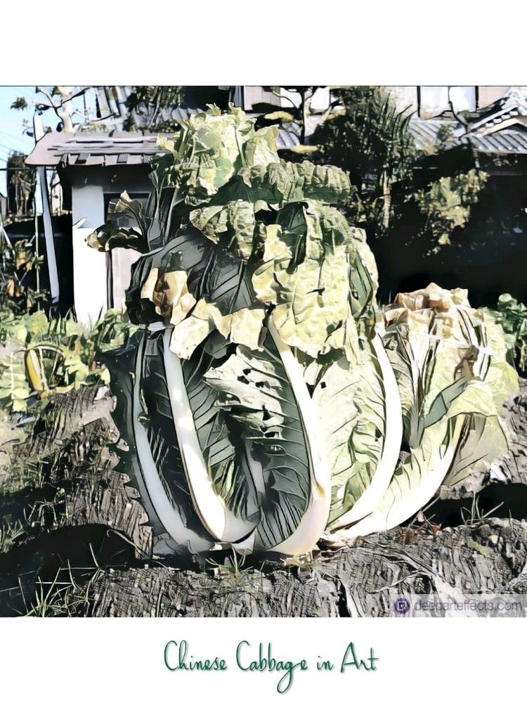 畑の画像 by toshi722さん | 畑と白菜とふゆと家庭菜園と写真加工と岐阜県と家庭菜園奮闘日記と美濃市と秋物野菜日記