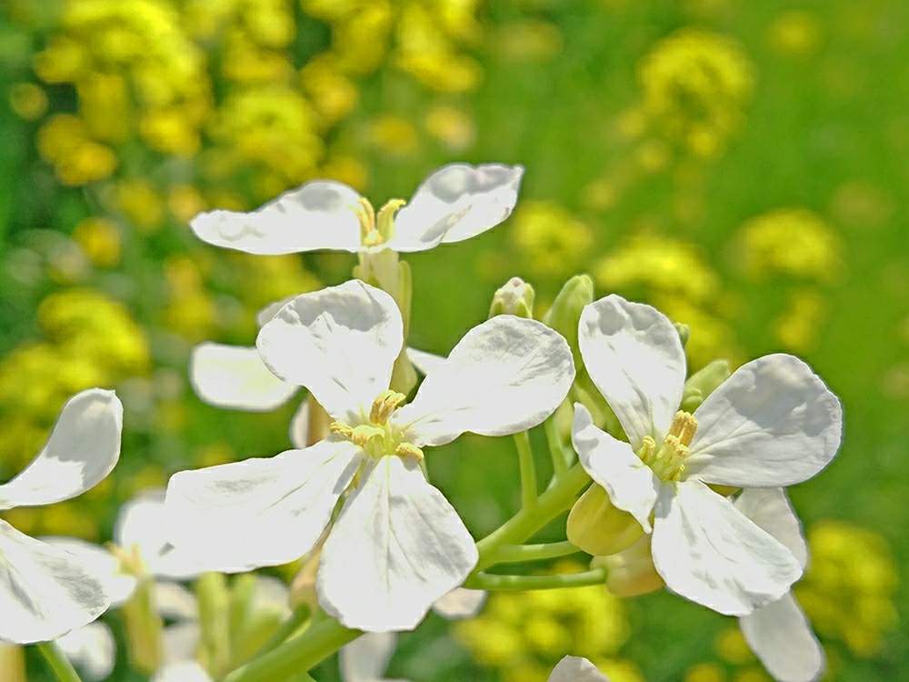 お出かけ先の画像 by toshi17さん | お出かけ先と菜の花とナノハナとしあわせ色とスマホ撮影とfrom過去ライブラリとかわいい♡とお写んぽと華やかと春先取り✌️とGS映えと癒される♪と綺麗とレア??と鮮やか と紀ノ川 桃源郷と今日の花と純白と黄色いお花大好き協会と花のある暮らしと接写とうまうまと爽やか~