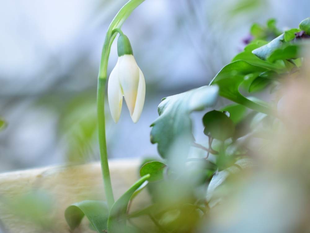 バルコニー/ベランダの画像 by quicoule❁*゚さん | バルコニー/ベランダとスノードロップと今日も笑顔で♡とスノードロップ*とquicoule's photoとおはようございますとお花が好き♡としあわせ♡と花のある暮らしと優しい時間と『秋植え球根2020』フォトコンテスト