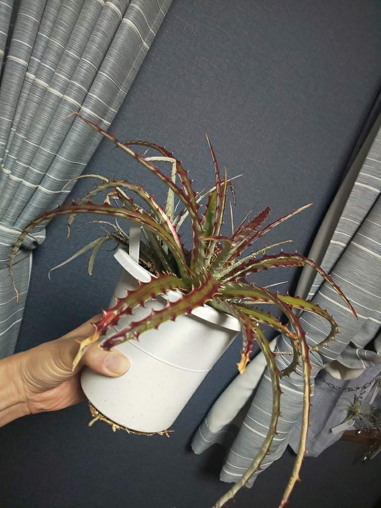 部屋の画像 by Cycletotoさん | 部屋とヘクチア グロメラータと観葉植物を楽しむと多肉植物初心者と多肉中毒と多肉植物と植物と暮らすとトゲトゲと観葉植物と植物男子とトゲトゲ好きと植物大好きと観葉植物初心者と多肉植物のある暮らしと植中毒と多肉バカと観葉植物のある暮らしとヘクチア属と観葉植物がスキとトゲトゲのある暮らしと俺の観葉植物と俺の多肉植物