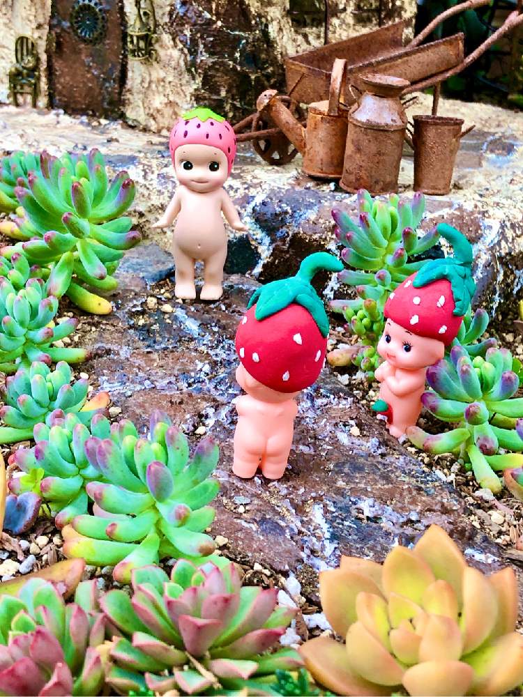 小さな庭の画像 by ❤︎15さん | 小さな庭と乙女心と多肉植物と多肉ランド❤︎と多肉地植えとわが家の多肉スペースとGS映えと植中毒と可愛いがぁ❤︎とバラと夢CLUBとほーちゃんQPと多肉2016同期と多肉女子と毎月15日はいちごの日と花の16年組♡と花も多肉も好きとモルタル造形