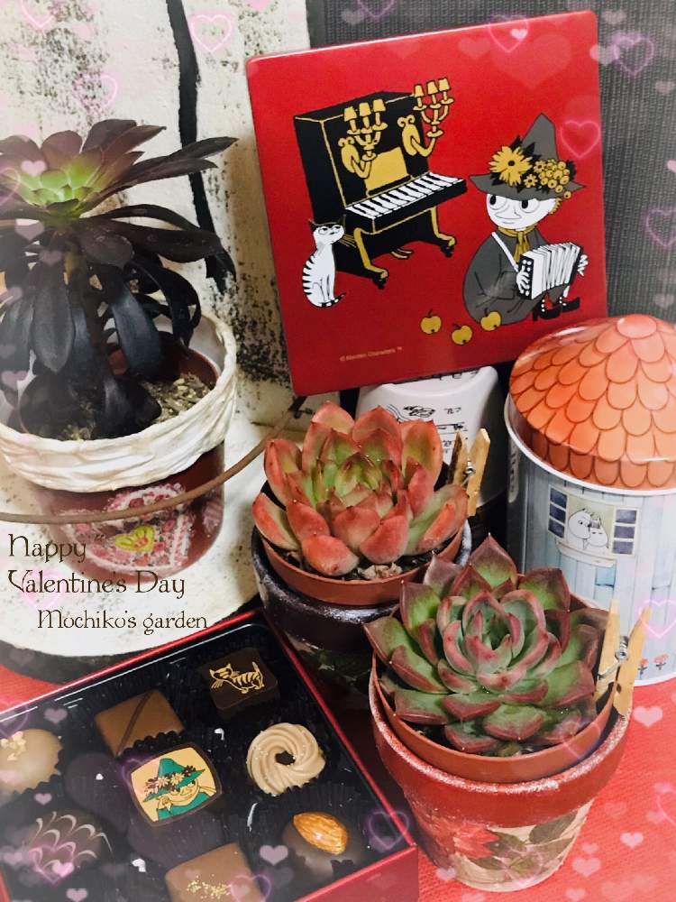 部屋の画像 by さくら餅子さん | 部屋と黒法師と花の相府連とロージョー・ビジューとE.赤い宝石と多肉植物とHTCとキュンキュン乙女倶楽部とスナフキンとムーミンと餅子の花の相府連と別名同種の多肉さんとたにおたくらぶNo.178*とGSミニモニ。とHTC社員No.282と餅子の黒法師とバレンタインデーとリメ鉢と多肉女子と多肉おばちゃんと餅子の赤い宝石、ロージョー・ビジューとGSアダルトチームとGSミニモニ。No.64とたにおたくらぶと手作りリメ鉢リメ缶