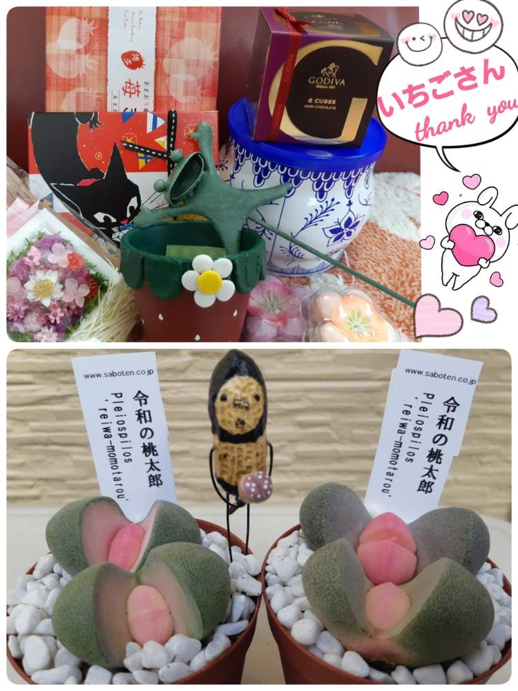 小さな庭の画像 by haru.kさん | 小さな庭とバラと夢CLUBと多肉女子とつながりに感謝とステキ便と花のある暮らしといやし♪と広島県