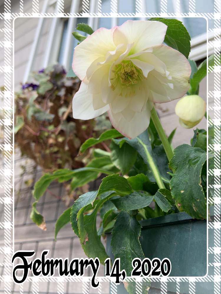 小さな庭の画像 by くろもみじさん | 小さな庭と幸せと薔薇愛同盟とクリスマスローズ愛同盟とありがとうと八重咲きとミヨシのクリスマスローズと全部GSのせいだと小さな小さな庭と花のある暮らしと三種の神器とエレガンスアイス♡とクリスマスローズ・エレガンスアイスとクリスマスローズ・ダブル