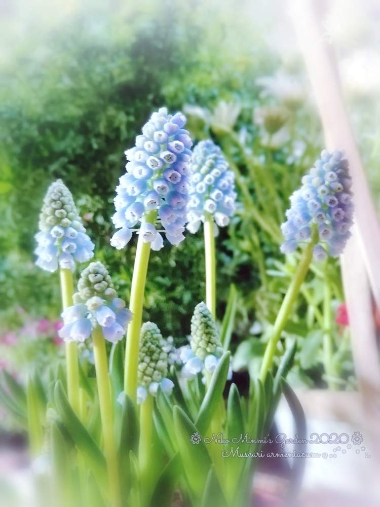 部屋の画像 by 猫みんみさん | 部屋とムスカリとみどりのある暮らしと水色の花と植物のある暮らしとつぶつぶとガーデニング初心者と可愛いと花のある暮らしとかわいい