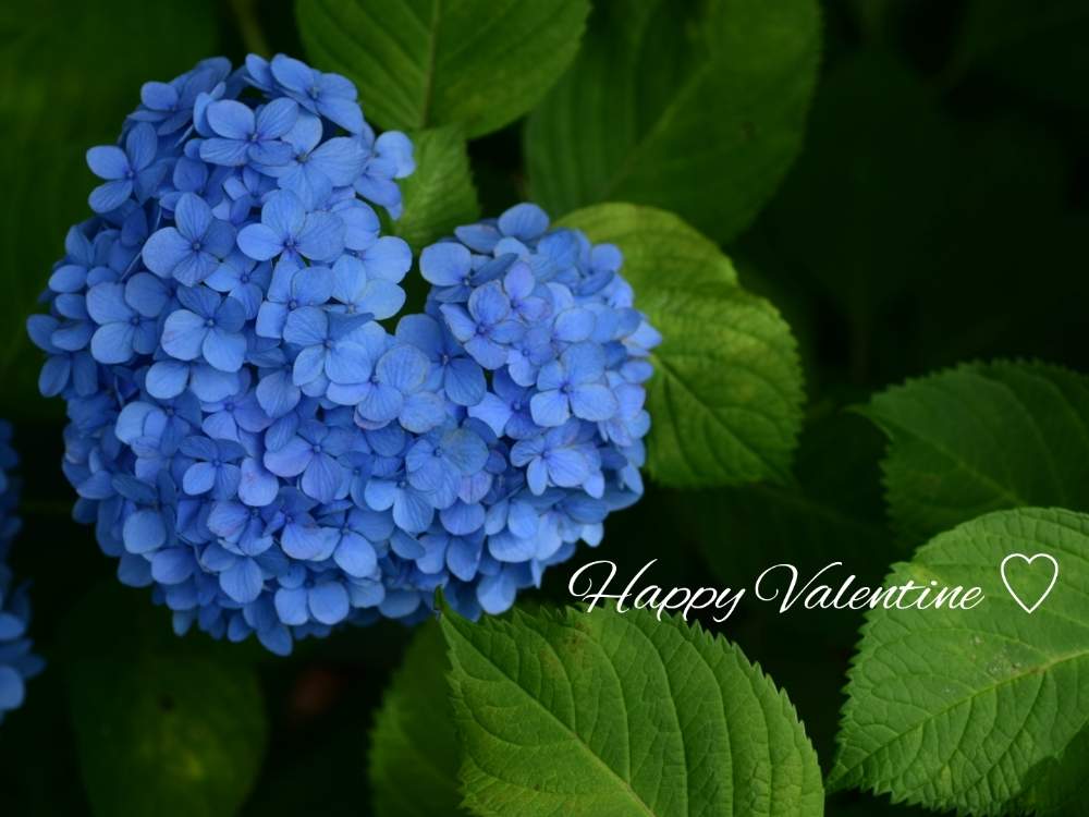 お出かけ先の画像 by quicoule❁*゚さん | お出かけ先と紫陽花と今日も笑顔で♡とquicoule's photoとありがとう❤️とバレンタインとアジサイ 紫陽花と素敵な出会いに感謝と花のある暮らしと優しい時間