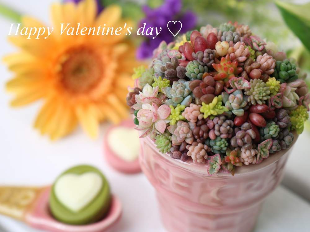 の画像 by めーさん | 多肉植物とちまちまといつもありがとう♡とかわいい♡と寄せ植えと雑貨♡と宝物❤️とセリアとリメ缶・リメ鉢と感謝♡と癒し…♡と多肉寄せ植えと繋がりに感謝✨