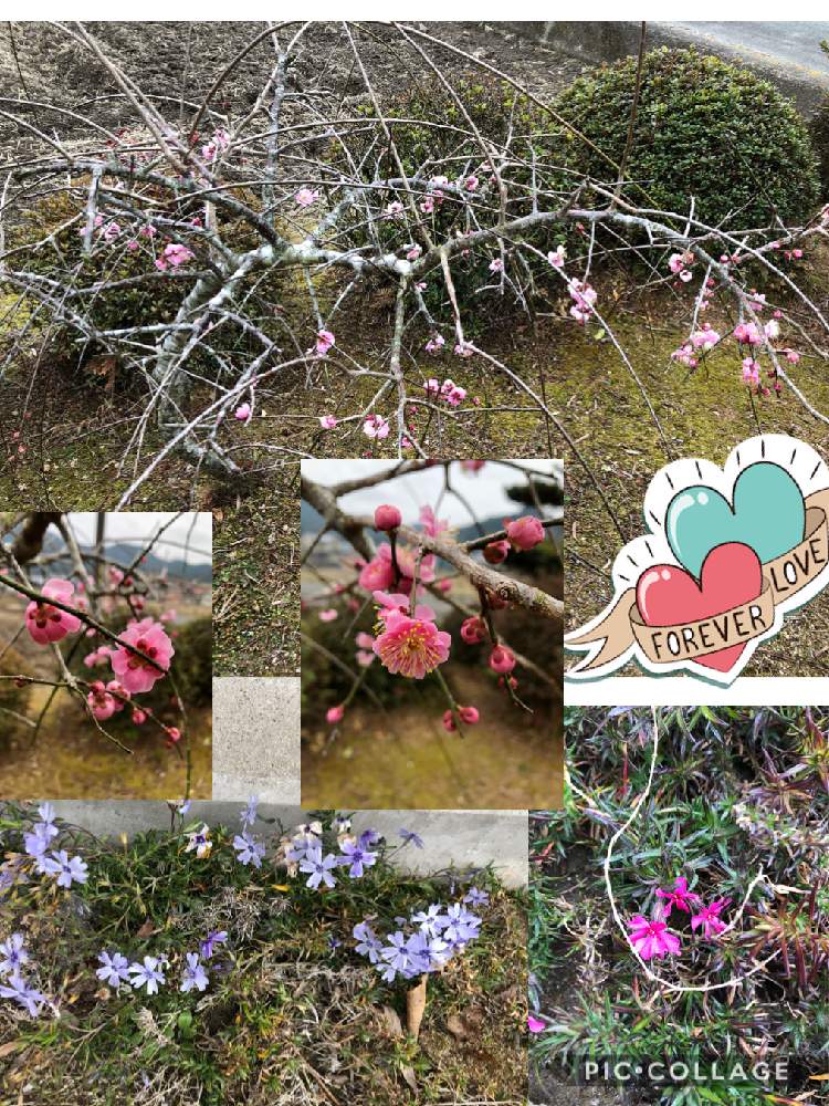 小さな庭の画像 by ピンクの山茶花さん | 小さな庭と花のある暮らしとおでかけ先とご近所さんのお花
