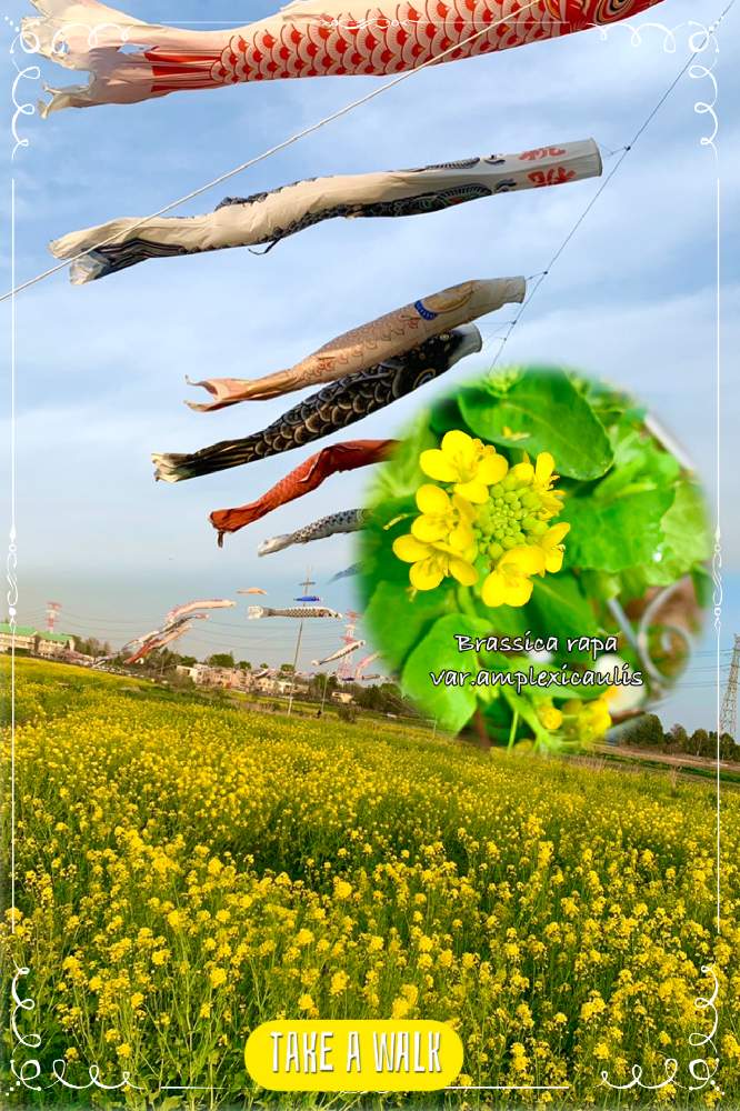 お出かけ先の画像 by kane flowerさん | お出かけ先とナノハナと畑の菜の花と無農薬野菜と無農薬❤家庭菜園と埼玉県と花のある暮らしと家庭菜園奮闘日記と無農薬有機栽培と無農薬 無化学肥料栽培と鯉のぼり、ちょっと早いけど