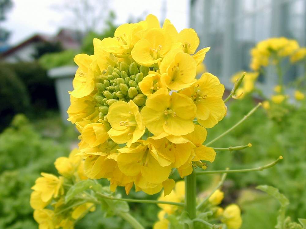 お出かけ先の画像 by hiroshiさん | お出かけ先と菜の花とナノハナと春のお花と今日のお花とビタミンカラーと今日の花と黄色の花と花のある暮らし