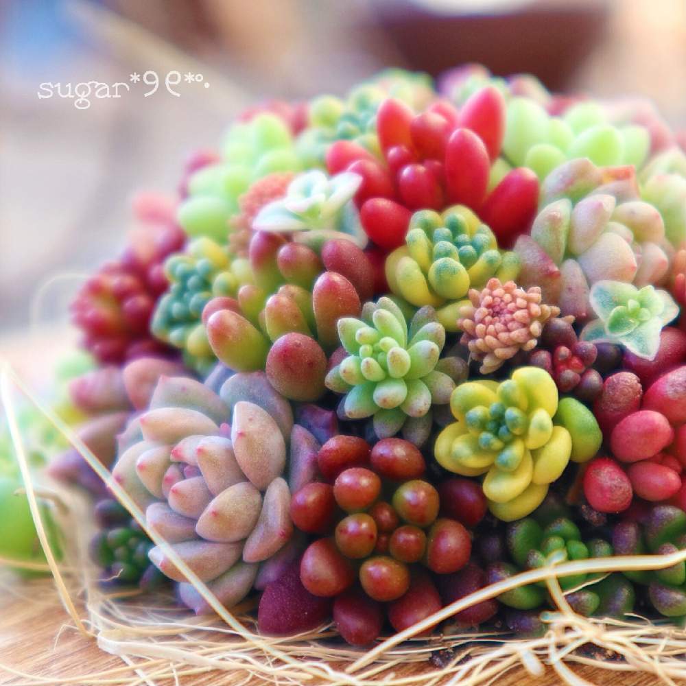 バルコニー/ベランダの画像 by sugarさん | バルコニー/ベランダと多肉植物とちまちまとチマチマ倶楽部と多肉女子とかわいいとチマってこ~ぜとちまちま寄せと多肉植物のすてきアレンジ