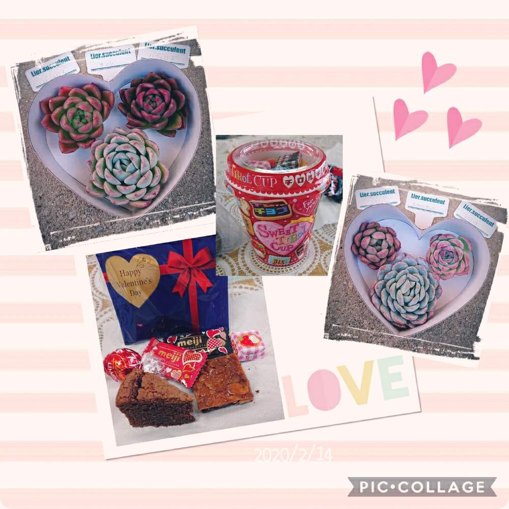 の画像 by りえさん | GS2年生とバレンタインとlier苗とたにおたくらぶNo.59と可愛いとハート❤とたにおたくらぶ
