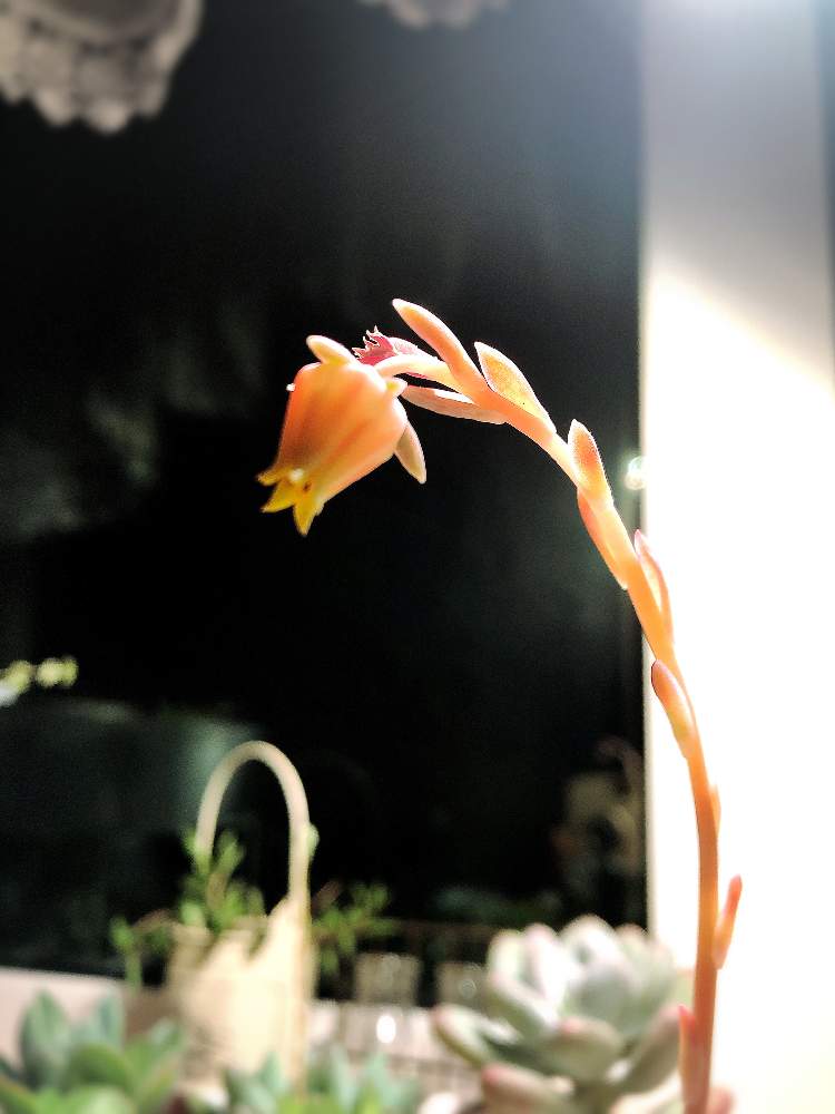 窓辺の画像 by はち* さん | 窓辺とアークティックアイスの花と多肉植物初心者と多肉中毒と多肉植物と多肉植物寄せ植えと多肉植物のある暮らしととりあえず多肉。と育てやすい多肉植物と多肉初心者