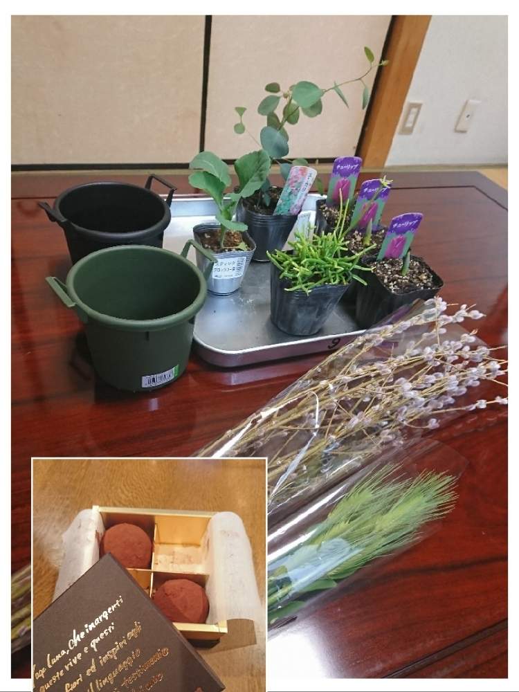 部屋の画像 by TAYA's lab.さん | 部屋と✨黄金猫柳✨と✨赤紫チューリップ✨と✨スティックセニョール✨と✨花麦✨と✨たやポポラス✨と✨たやリプサリス✨