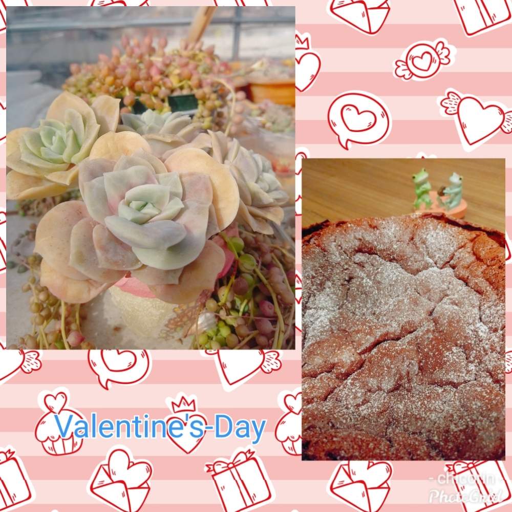 窓辺の画像 by ちこりんさん | 窓辺と多肉植物とHTCと☆ラブリーローズ☆とラブリーローズ♡とバラと夢CLUBと多肉女子とたに倶楽部と紅葉多肉と花のある暮らしとHTC社員と多肉植物の紅葉とげんき!とたにおたくらぶ