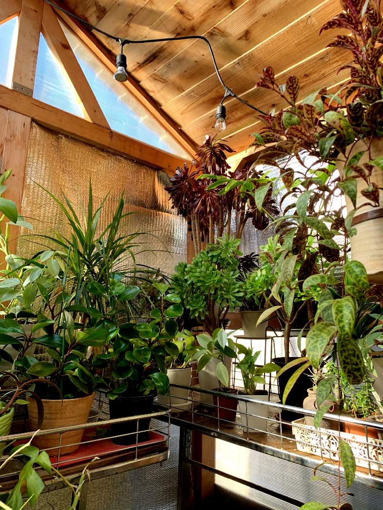 部屋の画像 by ゆか♪K_nさん | 部屋と観葉植物☘️とお気に入りの場所とGS映えとGS日和と植中毒と植物ハウス☘️と多肉女子と庭☘️とタニラーとかわいい☘️と寄せ植え☘️と黒法師☘️