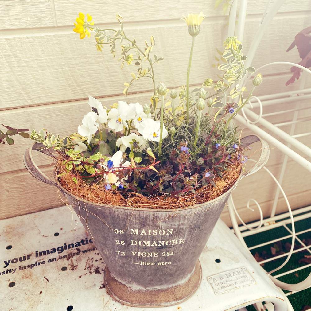 バルコニー/ベランダの画像 by エリーさん | バルコニー/ベランダと葉っぱ好き♡とプレゼントと寄せ植えとコロニラ・バレンティナとベロニカ オックスフォードブルーと見元ビオラパールドレスと花のある暮らしとやっぱり花が好き♡とローダンセマム レトロクラッカー♡