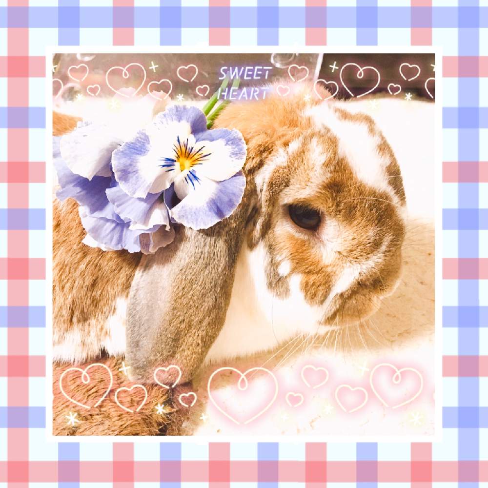 部屋の画像 by うめこさん | 部屋とキュンキュン乙女倶楽部とおきにいり ♡と季節のお花と可愛い〜♡とうさまる