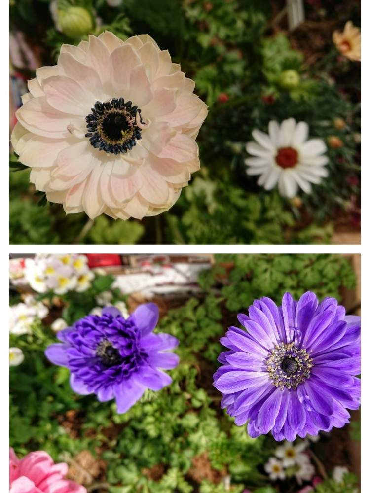 の画像 by のりりんの森さん | アネモネ 凛々花とキュンキュン乙女倶楽部と可愛いお花達と軒下ロード