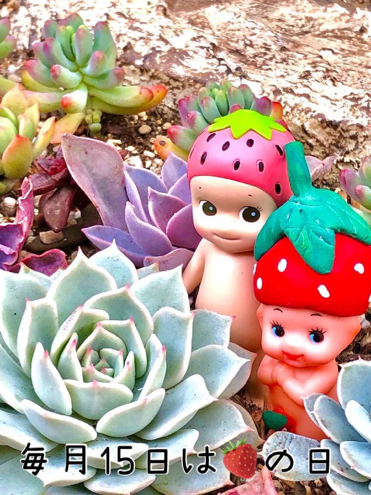 小さな庭の画像 by ❤︎15さん | 小さな庭と初恋と多肉植物と多肉ランド❤︎と多肉地植えとわが家の多肉スペースとGS映えと植中毒と可愛いがぁ❤︎とバラと夢CLUBとほーちゃんQPと多肉2016同期と多肉女子と毎月15日はいちごの日と花の16年組♡とミッドナイト投稿とミットもナイ投稿…笑